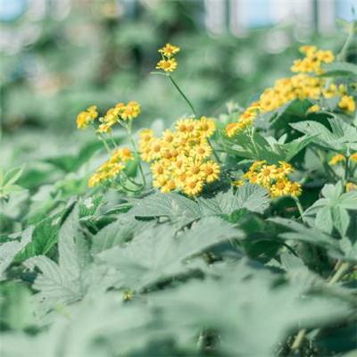 BET9官方APP下载正版